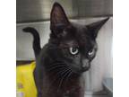 Adopt Chutes and Ladders a Domestic Short Hair