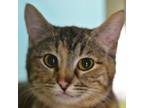 Adopt Birdie a Domestic Short Hair