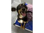 Adopt Rhonda a Australian Shepherd