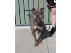 Adopt ROXETTE a Pit Bull Terrier