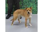 Adopt COSMA a Beagle, Boxer