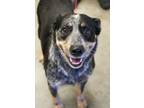 Adopt Skye-NO CATS a Australian Cattle Dog / Blue Heeler, Mixed Breed