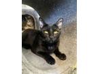 Adopt Butterfly a Domestic Short Hair