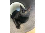 Adopt Caterpillar a Domestic Short Hair