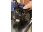 Adopt Zoe a Domestic Short Hair