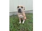 Adopt queenie a Pit Bull Terrier, Mixed Breed