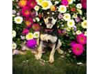 Adopt Allie a Rottweiler, American Bully