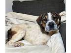 Adopt Miriam a Shar-Pei, Pit Bull Terrier