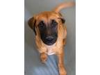 Adopt Peeps (in Foster) a Hound, Mixed Breed