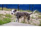 Adopt Patty Cake a Pit Bull Terrier, Mixed Breed