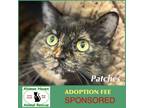 Adopt Patches a Domestic Short Hair, Tortoiseshell