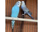 Adopt FIONA a Parakeet (Other)