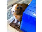 Adopt COCOA a Guinea Pig