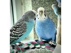 Adopt R2-D2 a Parakeet (Other)