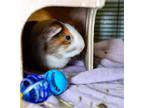 Adopt MARIA a Guinea Pig