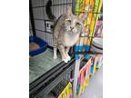 Adopt Kittie a Domestic Short Hair