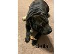 Adopt Ella a Shar-Pei