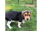 Adopt Roma a Beagle, Mixed Breed