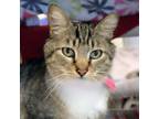 Adopt Margie a Domestic Short Hair