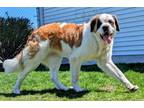 Adopt Raine a Saint Bernard