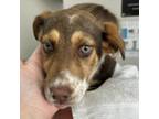 Adopt Blanche a Mixed Breed
