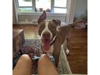 Adopt Marmalade a American Staffordshire Terrier