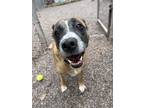 Adopt Daisy a Mixed Breed