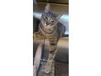 Adopt Trouble a Domestic Short Hair