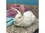 Adopt Mrs. Peter cottontail a Bunny Rabbit