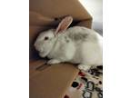 Adopt Mrs. Peter cottontail a Bunny Rabbit