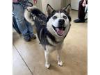 Adopt Stray - Daisy a Husky