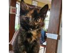 Adopt Flemur a Domestic Medium Hair