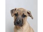 Adopt Janie D16131 a Pit Bull Terrier