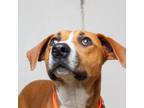 Adopt Pumpkin D15520 a Terrier, Mixed Breed