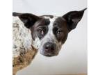 Adopt Lilly Anne D16112 a Australian Cattle Dog / Blue Heeler