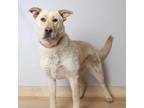 Adopt Molly D16144 a Yellow Labrador Retriever