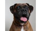 Adopt Lady D15913 a Boxer