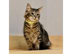 Adopt Nitro C16188 a Domestic Short Hair