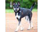 Adopt BELLA ROSE a German Shepherd Dog, Husky