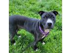 Adopt Tullymully a Pit Bull Terrier, Mixed Breed