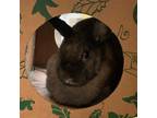 Adopt LOLA a Holland Lop