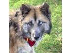Adopt BAILEY a German Shepherd Dog, Siberian Husky