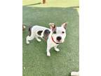 Adopt JADE a Pit Bull Terrier, Mixed Breed