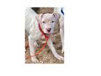 Adopt GWYN a Pit Bull Terrier, Mixed Breed