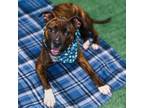 Adopt Coalie a Pit Bull Terrier, American Staffordshire Terrier