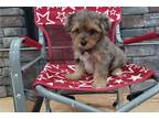 Yorkshire Terrier Puppy for sale in Mansfield, OH, USA