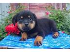 Rottweiler Puppy for sale in Fort Wayne, IN, USA