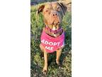 Adopt Ivy P4P a Labrador Retriever, Hound