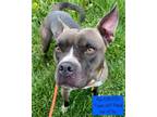 Adopt Nyx a Pit Bull Terrier, Hound