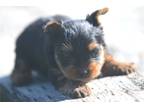 Yorkshire Terrier Puppy for sale in Richmond, IN, USA